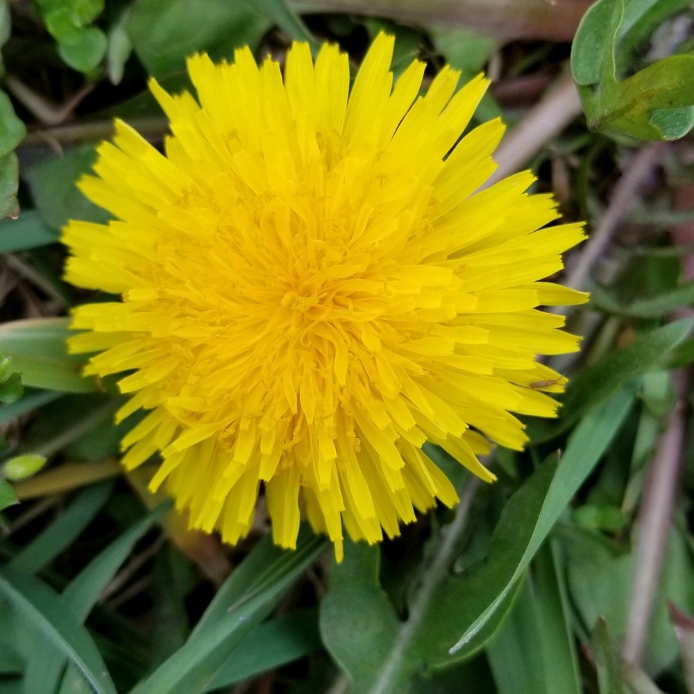 Meet your Posher, Lauri